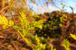 ash-tree-ga1fd17dc8_1920.jpg